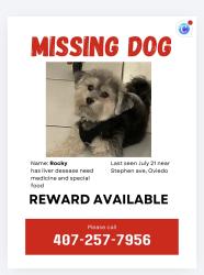 Lost Male Dog last seen Broadway, oviedo, Oviedo, FL 32765