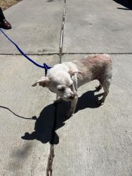 Found/Stray Female Dog last seen 142nd st & Judah, Hawthorne, CA 90250