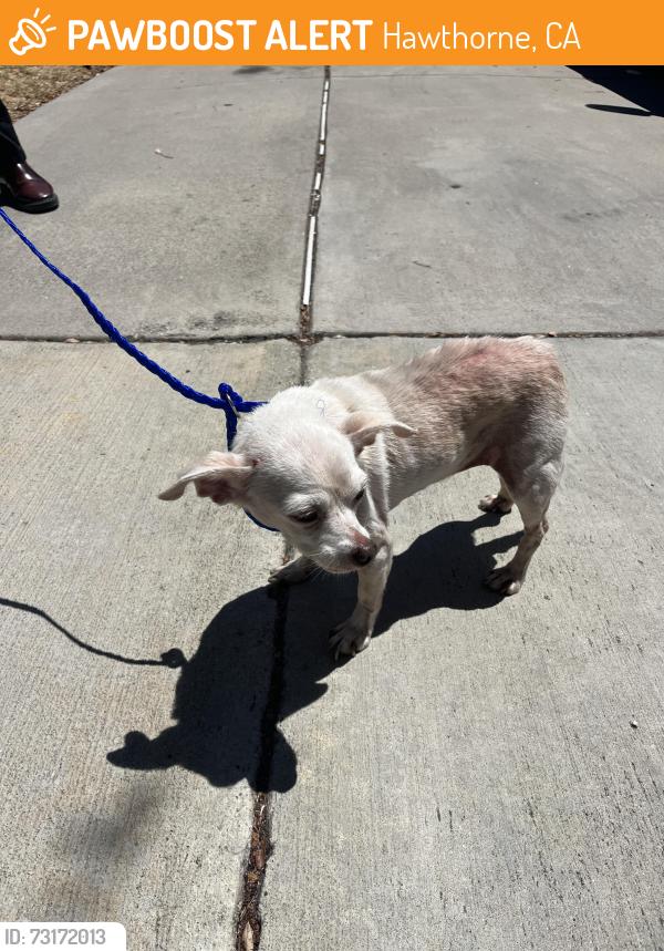 Found/Stray Female Dog last seen 142nd st & Judah, Hawthorne, CA 90250
