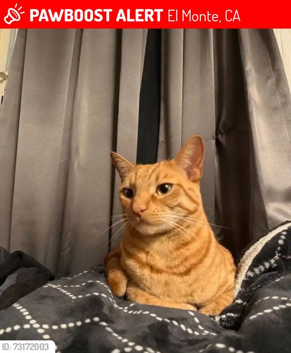 Lost Male Cat last seen Cross street is woodville dr and peck Road. In the corner is a little Caesar’s, El Monte, CA 91732