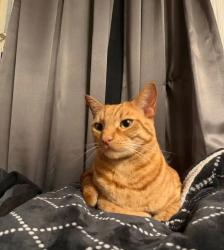 Lost Male Cat last seen Cross street is woodville dr and peck Road. In the corner is a little Caesar’s, El Monte, CA 91732
