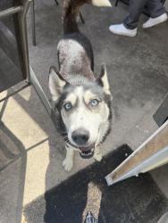 Found/Stray Female Dog last seen Acapulco restaurant, Corpus Christi, TX 78411