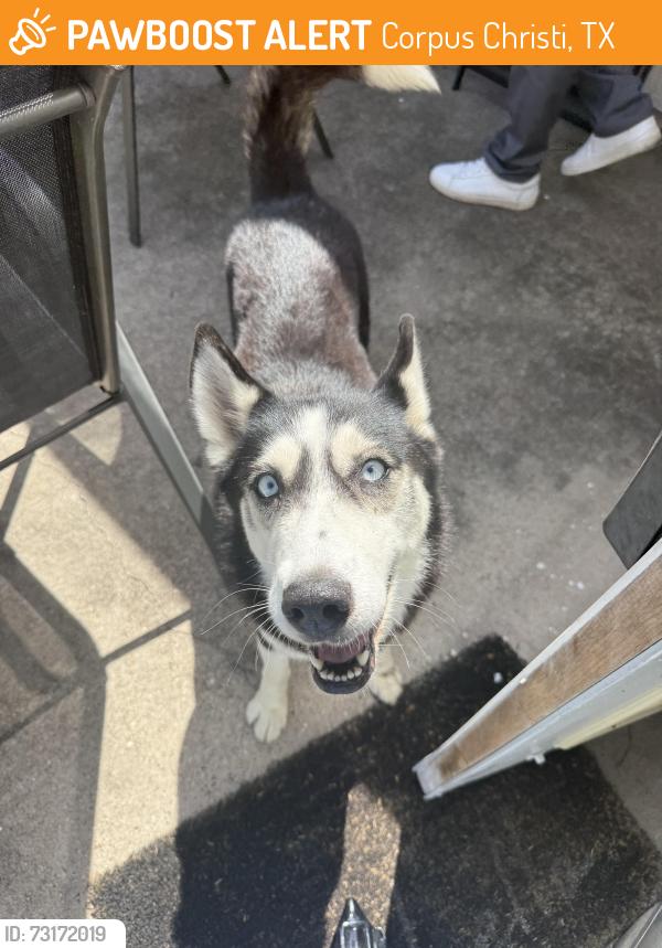 Found/Stray Female Dog last seen Acapulco restaurant, Corpus Christi, TX 78411
