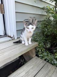 Found/Stray Unknown Cat last seen Cemetery, Hightstown, NJ 08520