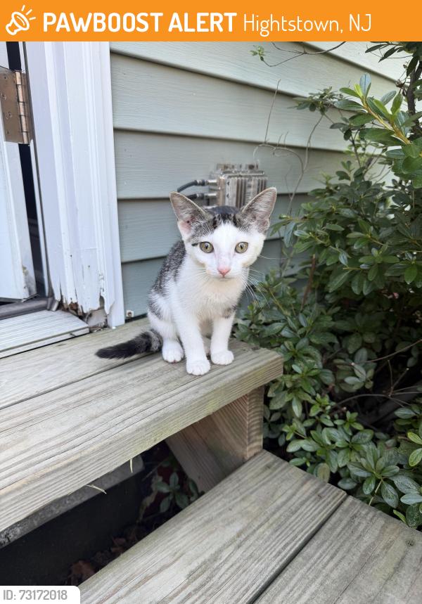 Found/Stray Unknown Cat last seen Cemetery, Hightstown, NJ 08520