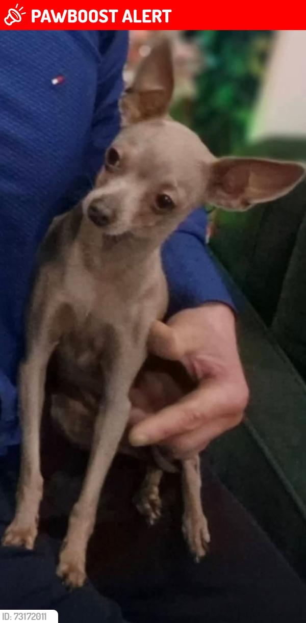 Lost Female Dog last seen West street Portadown, Portadown, Northern Ireland 
