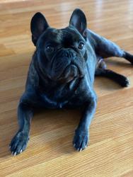 Reunited Male Dog last seen harvard pl and 8th street, Gilroy, CA 95020