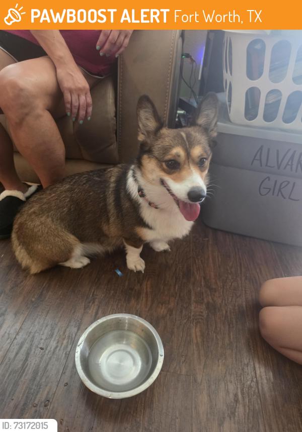 Found/Stray Unknown Dog last seen Beach and kimbo road, Fort Worth, TX 76111