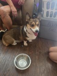 Found/Stray Unknown Dog last seen Beach and kimbo road, Fort Worth, TX 76111