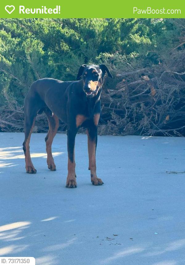 Reunited Male Dog last seen Near Rodeo Rd, Hesperia, CA 92344, USA, Hesperia, CA 92344