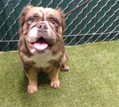 Shelter Stray Female Dog last seen , 11258 Garfield Ave, Downey, CA 90242, USA