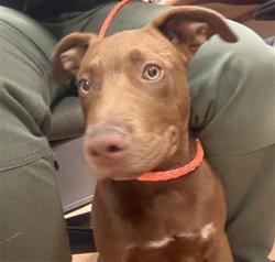 Shelter Stray Female Dog last seen , 3839 Bradshaw Rd, Sacramento, CA 95827, USA