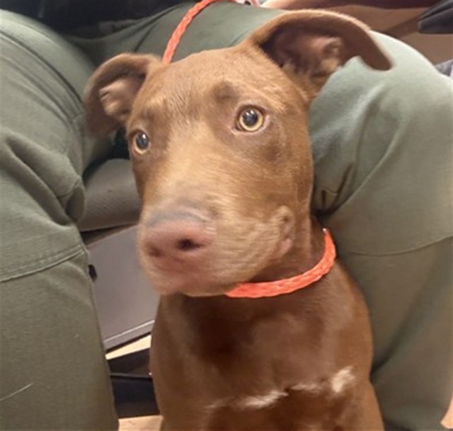 Shelter Stray Female Dog last seen , 3839 Bradshaw Rd, Sacramento, CA 95827, USA