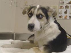 Shelter Stray Female Dog last seen FULTON AVE/MARCONI AVE, 95821, 3839 Bradshaw Rd, Sacramento, CA 95827, USA