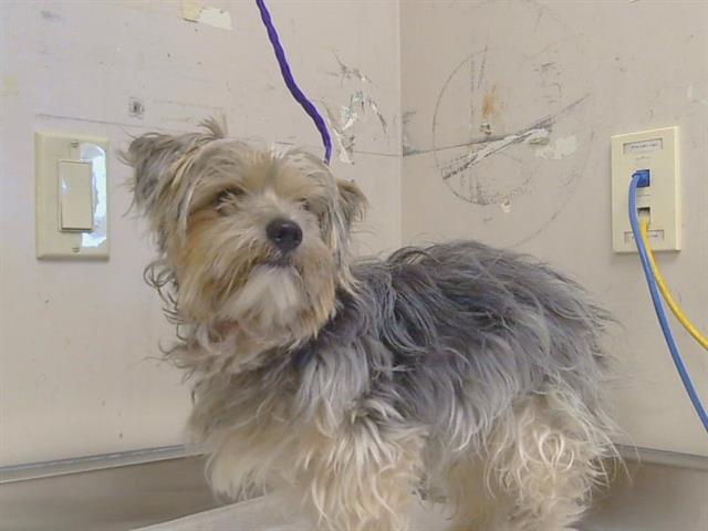 Shelter Stray Male Dog last seen 42ND ST/15TH AVE, 95820, 3839 Bradshaw Rd, Sacramento, CA 95827, USA