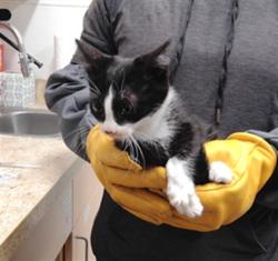 Shelter Stray Female Cat last seen Near BLOCK ISLETA BLVD SW, 3001 2nd St SW, Albuquerque, NM 87105, USA