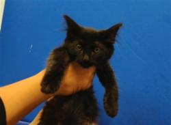 Shelter Stray Male Cat last seen Near BLOCK ISLETA BLVD SW, 3001 2nd St SW, Albuquerque, NM 87105, USA