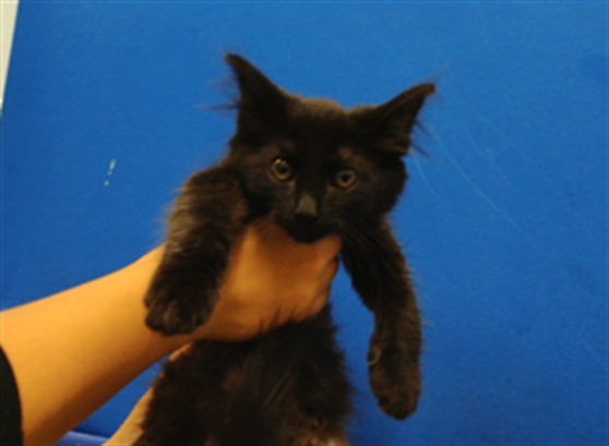 Shelter Stray Male Cat last seen Near BLOCK ISLETA BLVD SW, 3001 2nd St SW, Albuquerque, NM 87105, USA