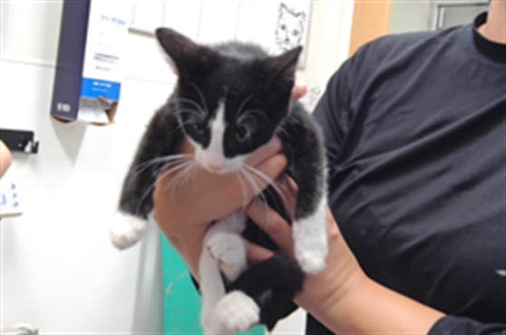 Shelter Stray Female Cat last seen Near BLOCK ISLETA BLVD SW, 3001 2nd St SW, Albuquerque, NM 87105, USA