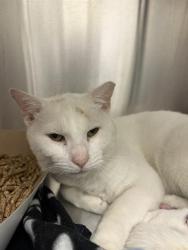 Shelter Stray Male Cat last seen Near, 2600 S Harding St, Indianapolis, IN 46221, USA