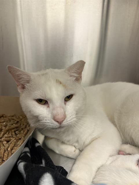 Shelter Stray Male Cat last seen Near, 2600 S Harding St, Indianapolis, IN 46221, USA