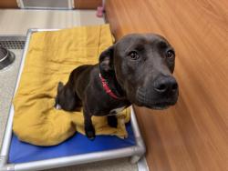 Shelter Stray Female Dog last seen , 1705 S Hanley Rd, Brentwood, MO 63144, USA