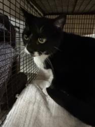 Shelter Stray Female Cat last seen , 14409 Vanowen St, Van Nuys, CA 91405, USA