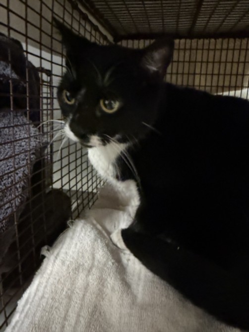 Shelter Stray Female Cat last seen , 14409 Vanowen St, Van Nuys, CA 91405, USA