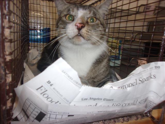 Shelter Stray Male Cat last seen , 14409 Vanowen St, Van Nuys, CA 91405, USA