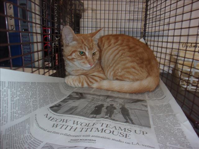Shelter Stray Male Cat last seen , 14409 Vanowen St, Van Nuys, CA 91405, USA