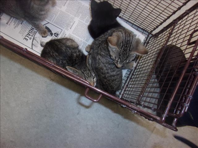 Shelter Stray Unknown Cat last seen , 14409 Vanowen St, Van Nuys, CA 91405, USA