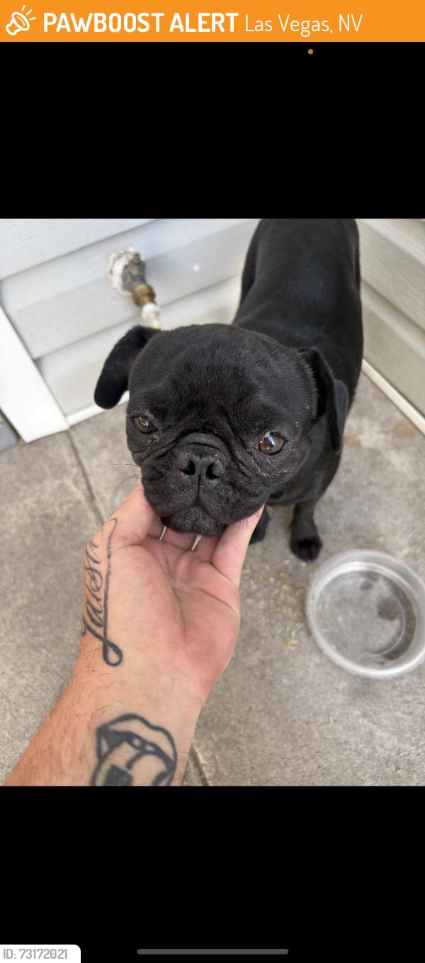 Found/Stray Male Dog last seen Fremont and Bruce, Las Vegas, NV 89101