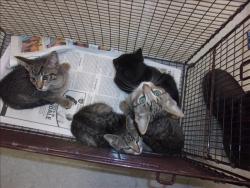 Shelter Stray Unknown Cat last seen , 14409 Vanowen St, Van Nuys, CA 91405, USA