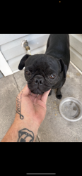 Found/Stray Male Dog last seen Fremont and Bruce, Las Vegas, NV 89101