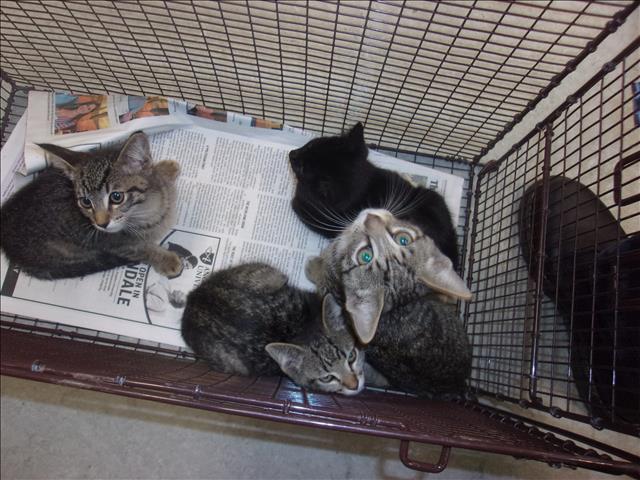 Shelter Stray Unknown Cat last seen , 14409 Vanowen St, Van Nuys, CA 91405, USA