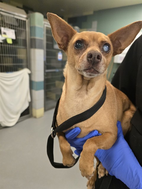Shelter Stray Female Dog last seen Near BLOCK SHAVER ST, SAN JACINTO CA 92583, 581 S Grand Ave, San Jacinto, CA 92582, USA