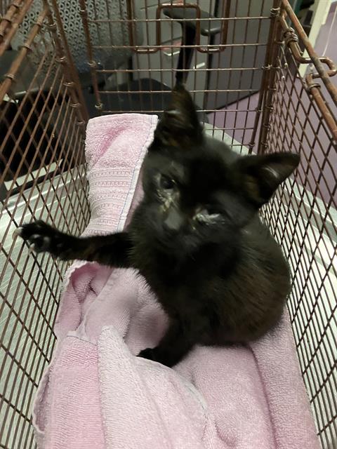 Shelter Stray Male Cat last seen Near BLK CANAL AVE, LONG BEACH, CA 90810, 7700 E Spring St, Long Beach, CA 90815, USA