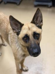 Shelter Stray Male Dog last seen FOUND ON CVACF PROPERTY, 130 Beyer Way, Chula Vista, CA 91911, USA