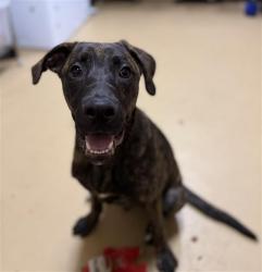 Shelter Stray Male Dog last seen FOUND OUTSIDE OF FACILITY, 130 Beyer Way, Chula Vista, CA 91911, USA