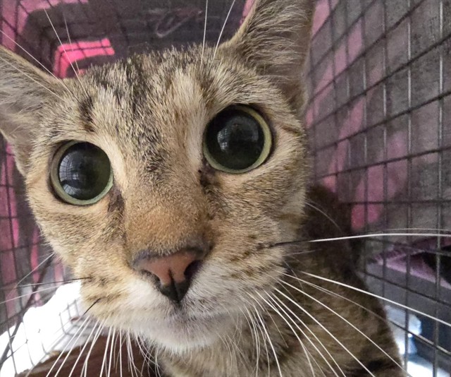 Shelter Stray Unknown Cat last seen Near BLOCK NW 7 ST, LAUDERHILL FL 33311, 2400 SW 42nd St, Fort Lauderdale, FL 33312, USA