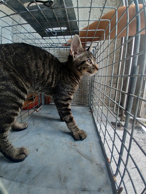 Shelter Stray Unknown Cat last seen Near BLOCK NW 84 ST, TAMARAC FL 33321, 2400 SW 42nd St, Fort Lauderdale, FL 33312, USA