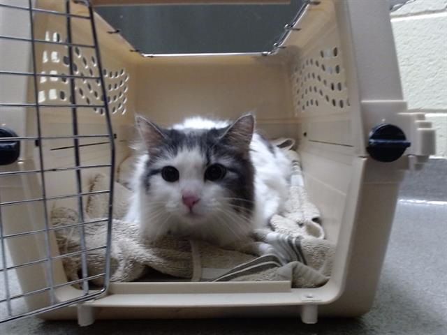 Shelter Stray Female Cat last seen Near BLOCK N PEARL ST, DENVER CO 80216, 1241 W Bayaud Ave, Denver, CO 80223, USA