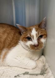 Shelter Stray Male Cat last seen 104TH AND STEELE, 12155 Park Blvd, Brighton, CO 80601, USA