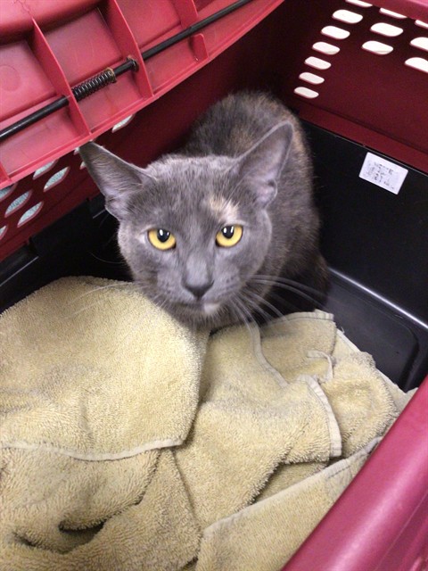 Shelter Stray Unknown Cat last seen Near BLOCK W 83PL, 12155 Park Blvd, Brighton, CO 80601, USA
