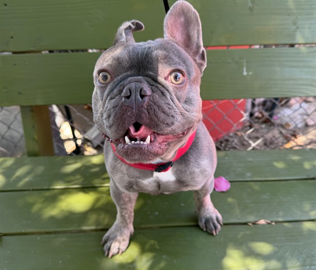Shelter Stray Male Dog last seen , 4275 Elton St, Baldwin Park, CA 91706, USA