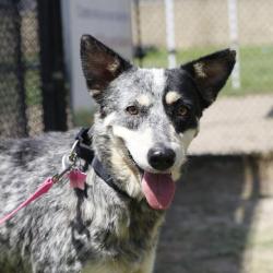 Shelter Stray Female Dog last seen Near BLOCK RODRICK DR, 4710 TX-151, San Antonio, TX 78227, USA