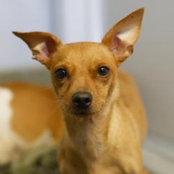 Shelter Stray Female Dog last seen Near BLOCK W SALINAS, 4710 TX-151, San Antonio, TX 78227, USA