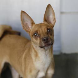 Shelter Stray Female Dog last seen Near BLOCK W SALINAS, 4710 TX-151, San Antonio, TX 78227, USA
