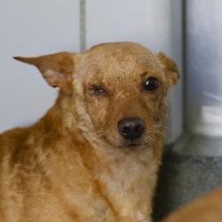 Shelter Stray Male Dog last seen Near BLOCK W SALINAS, 4710 TX-151, San Antonio, TX 78227, USA