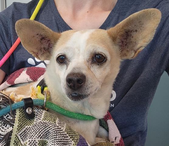 Shelter Stray Female Dog last seen PEORIA AND ANDREWS, 2080 S Quebec St, Denver, CO 80231, USA